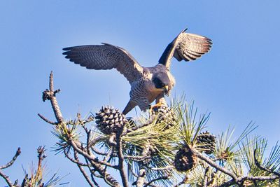 PEREGRINE FALCONS