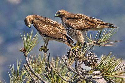 TORREY PINES STATE  NATURAL RESERVE