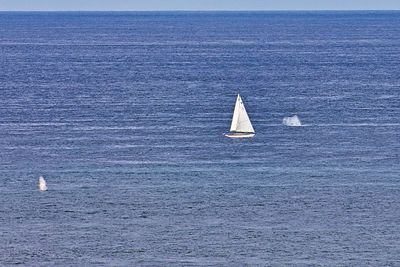 _A0A3863cc s.jpg