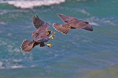 PEREGRINE FALCONS