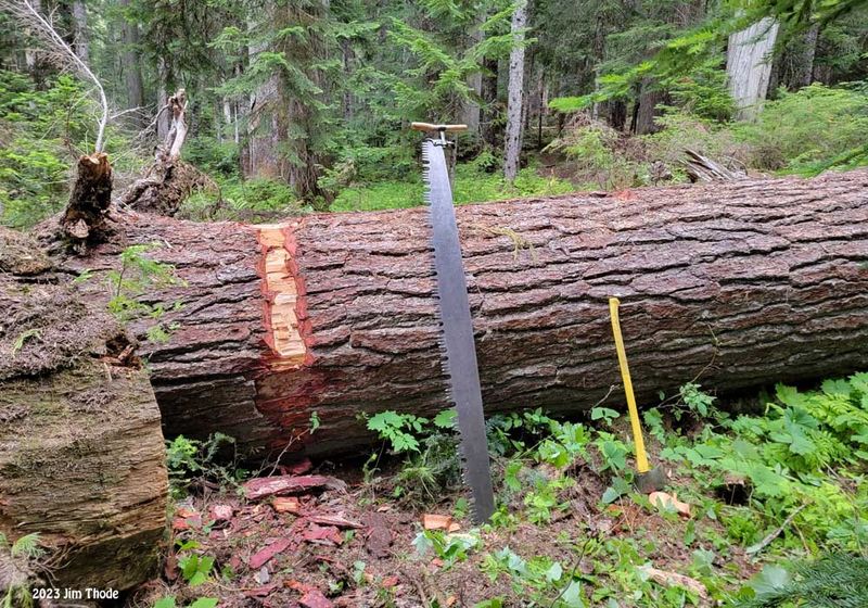 Carlton Creek Trail 2023, 4 Log, 6 Saw
