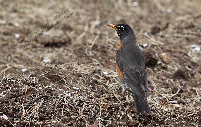 American Robin - IMG_3730.JPG