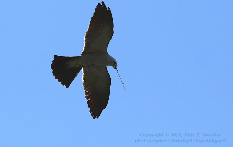 Mississippi Kites