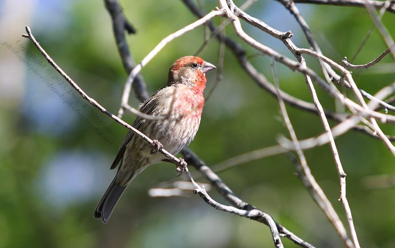 House Finch - IMG_3796.JPG