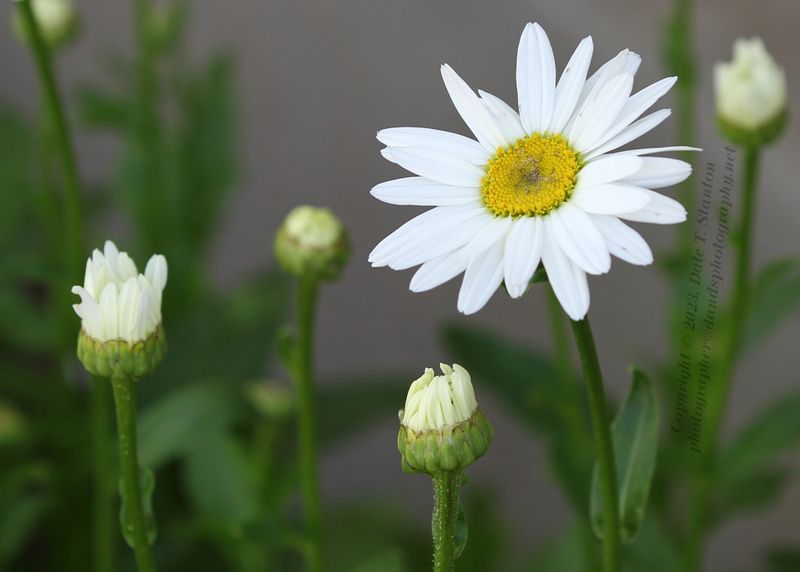 Daisies - IMG_3821.JPG