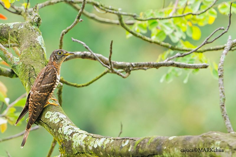 Indian cuckoo
