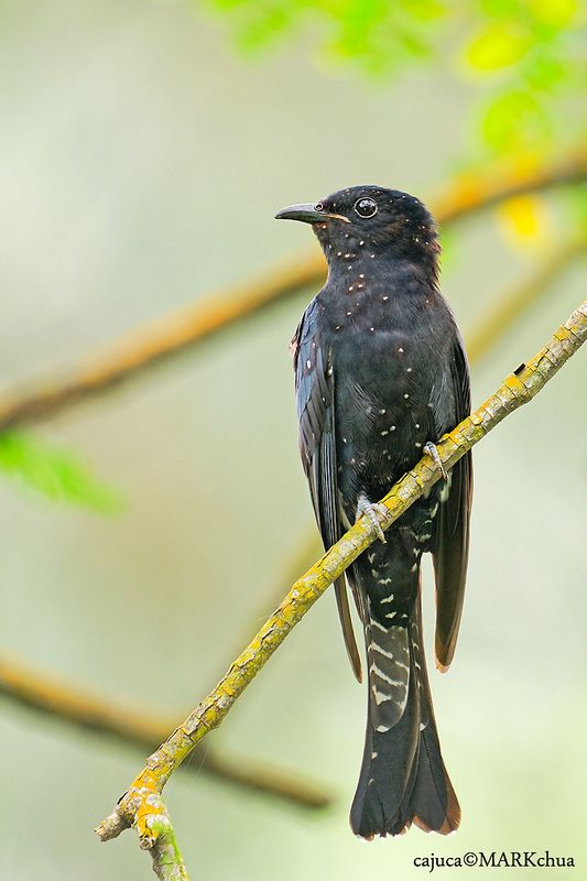 DSC_5232.jpg