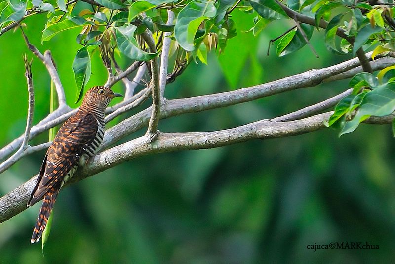 Oriental Cuckoo (Cuculus saturatus) Female - Hepatic Morph
