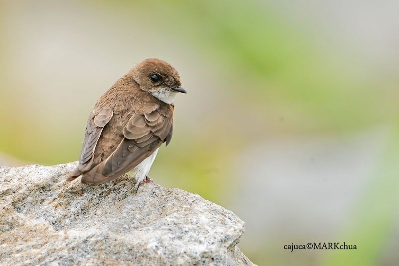  Sand Martin (Riparia riparia)