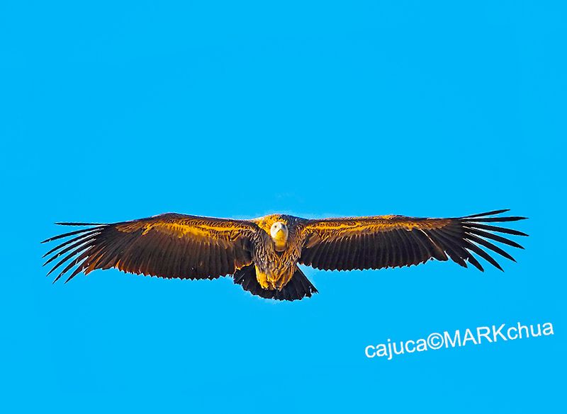 Himalayan vulture or Himalayan griffon vulture (Gyps himalayensis)
