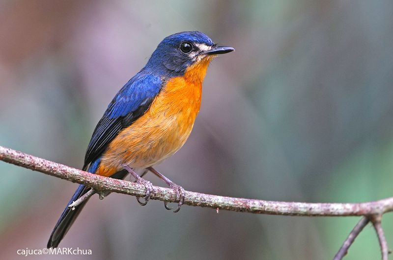 Mangrove Blue-flycatcher , Female