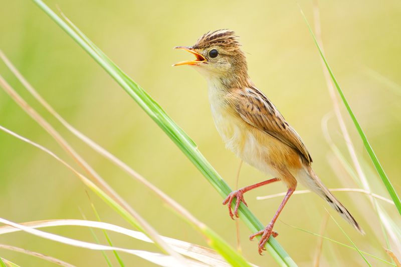 zitting cisticola (Cisticola juncidis)