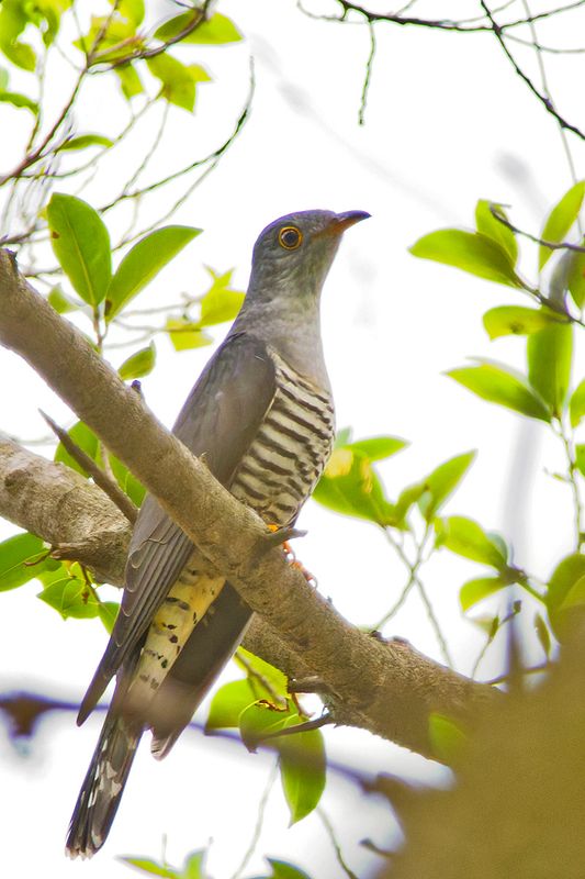 Oriental Cuckoo 