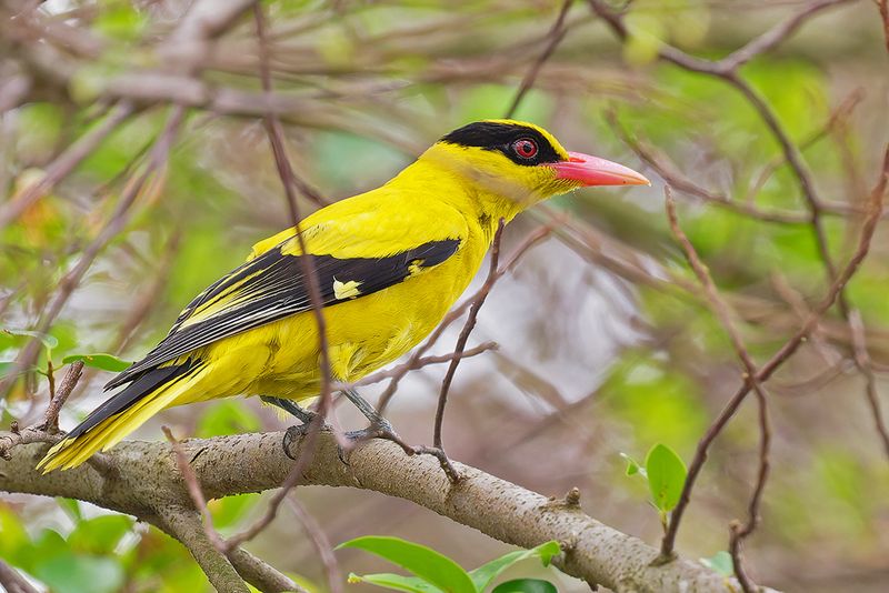 Black-naped Oriole (Oriolus chinensis)