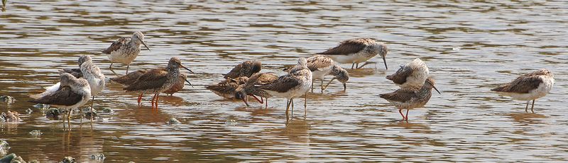 Common Redshanks and Greenshanks