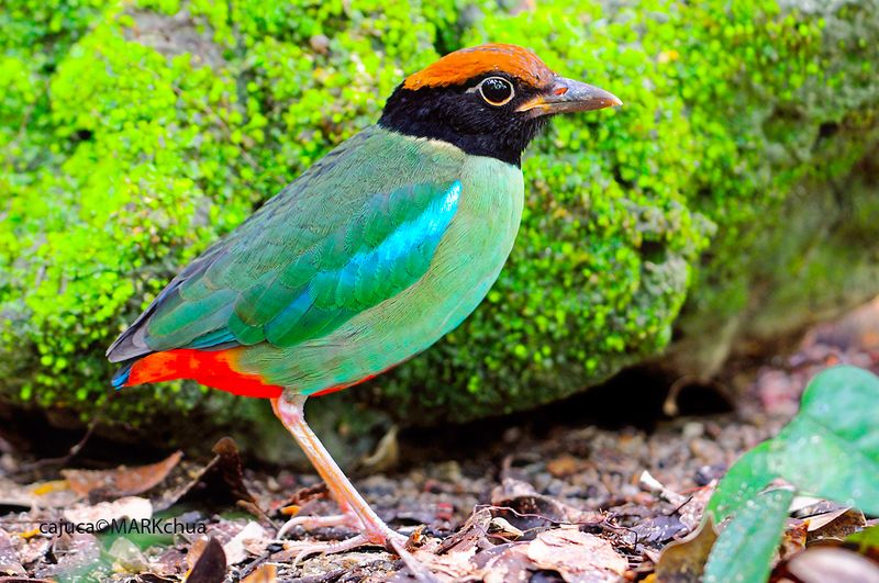 Hooded Pitta ( Pitta sordida )