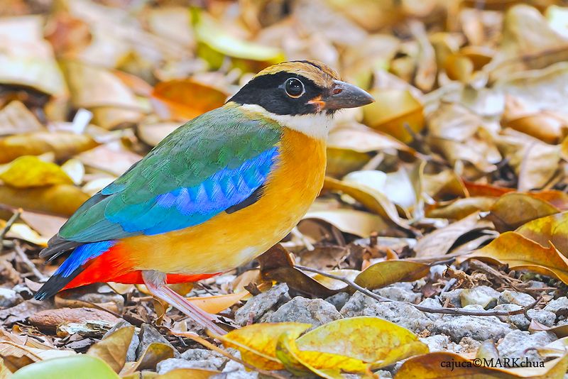 Blue-winged Pitta ( Pitta moluccensis )