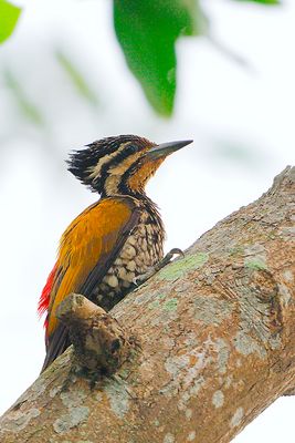 Common Flameback ( Dinopium javanense )