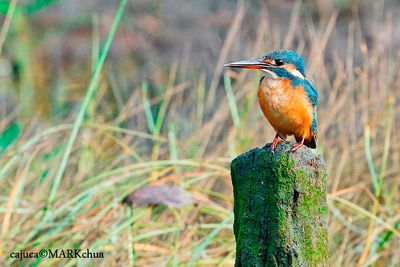 DSC_1625.jpg