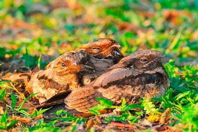 DSC_4716.jpg