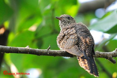 Rusty-breasted Cuckoo with foster parent