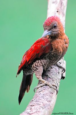 Banded Woodpecker ( Picus mineaceus )