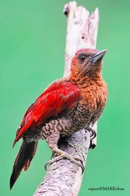 Banded Woodpecker ( Picus mineaceus )