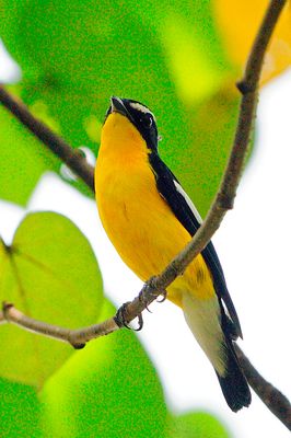 Yellow-rumped Flycatcher (Ficedula zanthopygia)