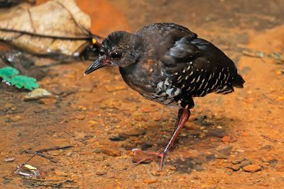 Red-legged Crake, Juvenile