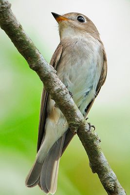 DSC_2215.jpg