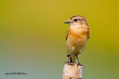 DSC_5177.jpg