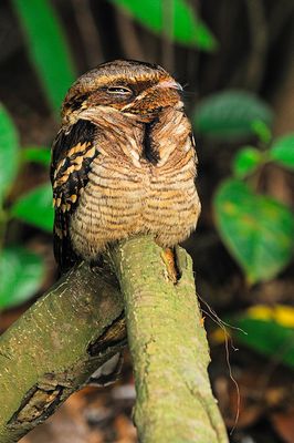 Large-tailed Nightjar