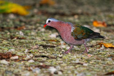 Emerald Dove, Male