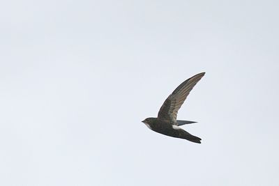 House Swift (Apus nipalensis)