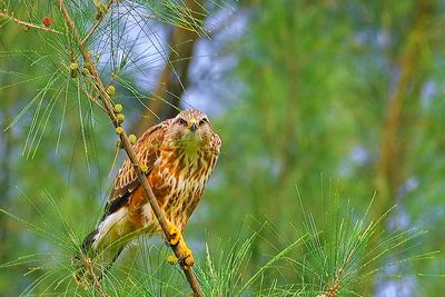 Common Buzzard ( Buteo buteo )