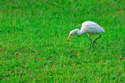 DSC_3842.jpg