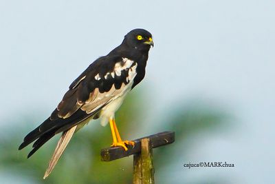 Pied Harrier (Circus melanoleucos)