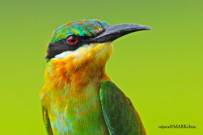 Blue Tailed Bee-eater