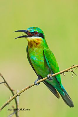 Blue-tailed Bee-Eater (Merops philippinus)