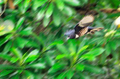 Black Baza ( Aviceda leuphotes )