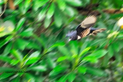 Black Baza (  Aviceda leuphotes )