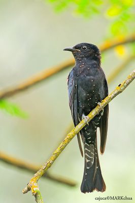 DSC_5232.jpg