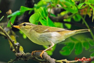 Arctic Warbler ( Phylloscopus borealis )