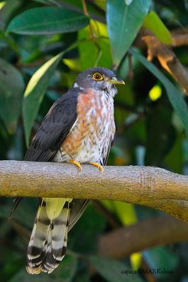Hodgon's Hawk Cuckoo, subadult