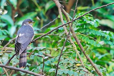 DSC_9293.jpg