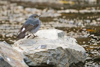 DSC_1294.jpg
