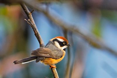 Passeriformes : Aegithalidae