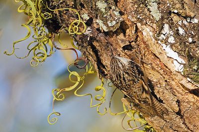 Bar-tailed Tree-creeper (Certhia himalayana)