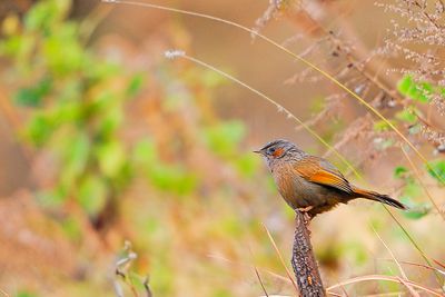 Streaked Laughingthrush (Garrulax lineatus)