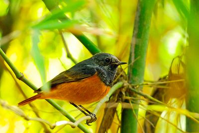 Black Redstart (Phoenicurus ochruros)